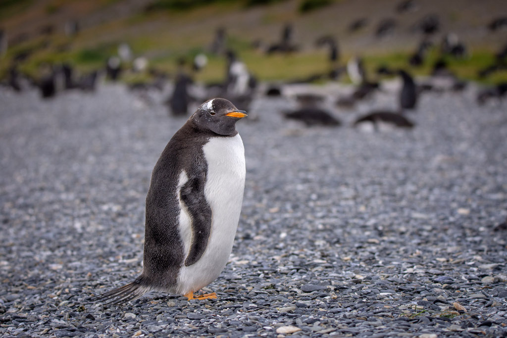 Patagonia pingwiny