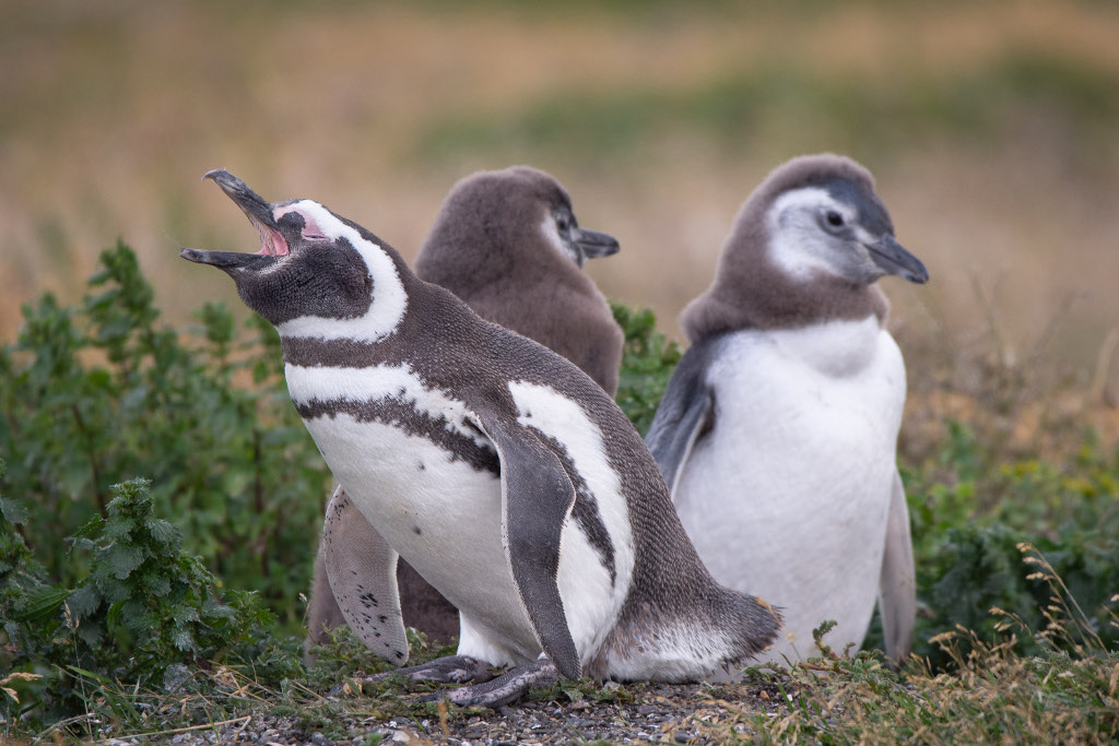 pingwiny patagonia