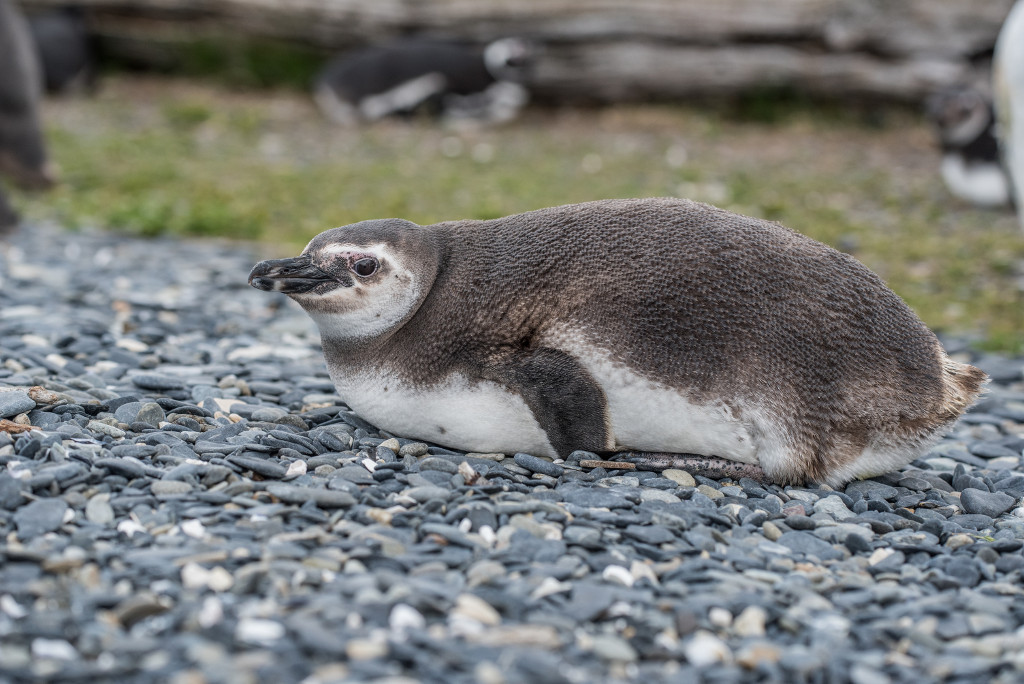 pingwin magellański