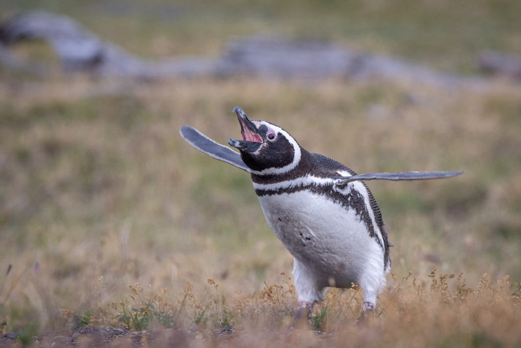 pingwin patagonia bieg