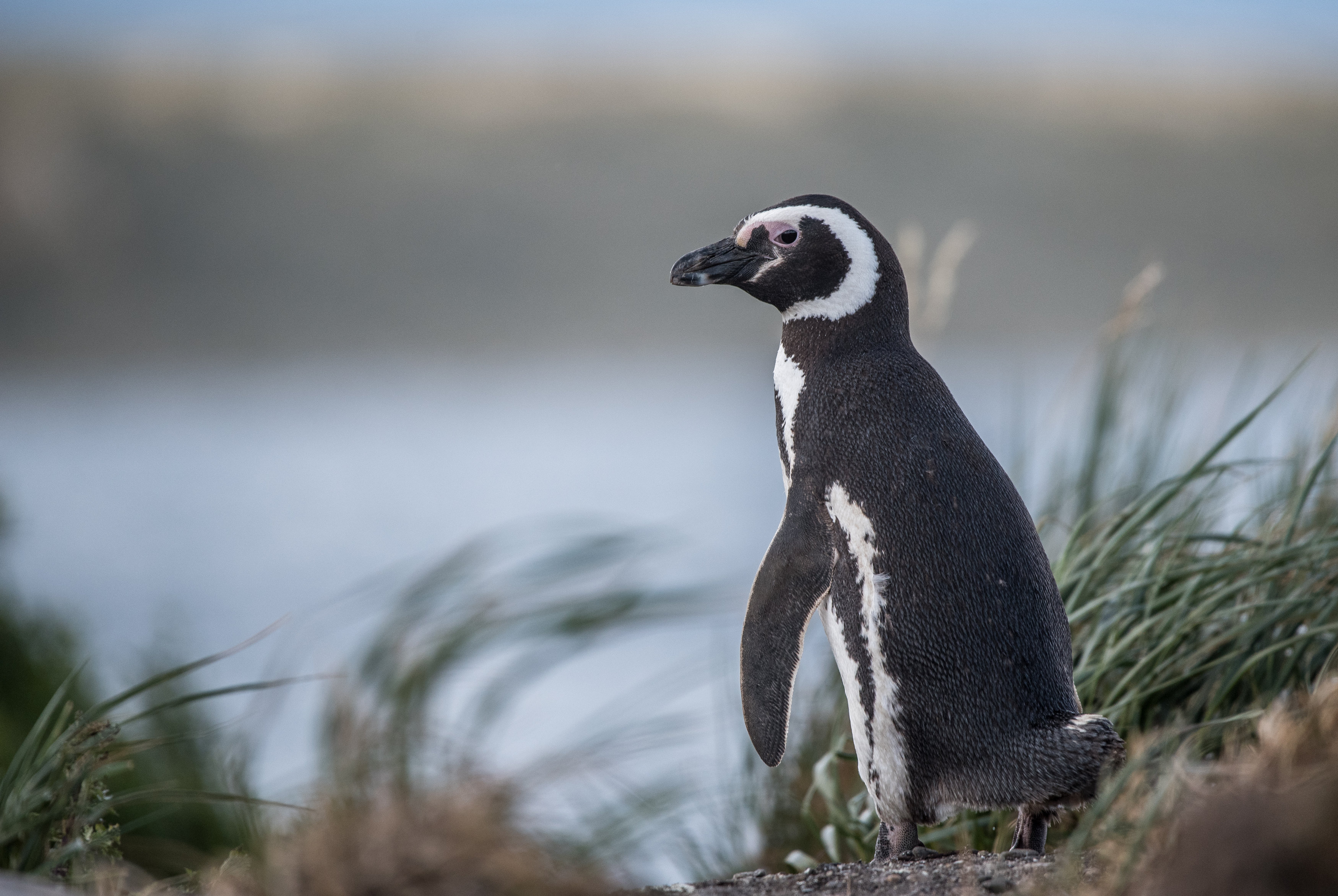 pingwiny patagonia